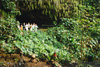 Fern Grotto Deluxe Wedding
