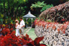 Plumeria Garden Wedding