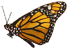 Butterfly releasing